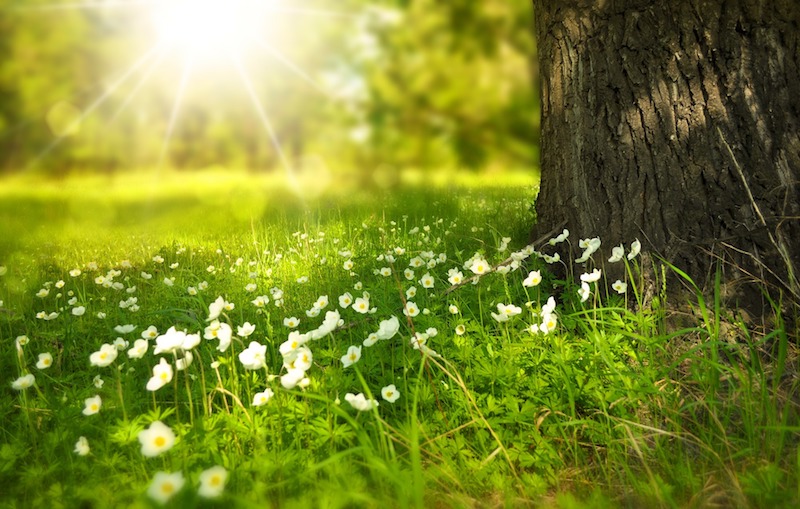 Tree and meadow of white flowers